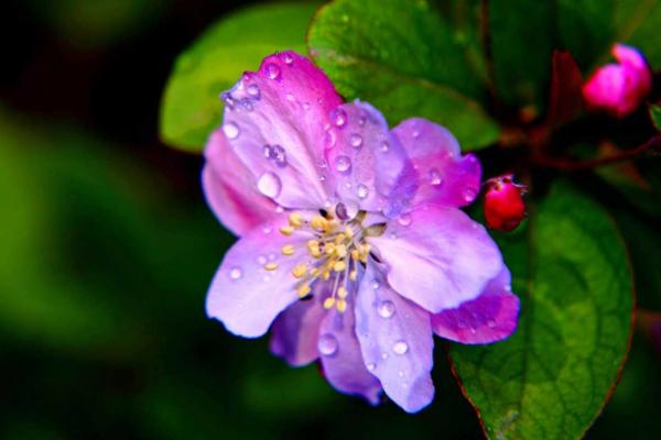 海棠花图片大全 海棠花花语及寓意 海棠花有几种(什么颜色)