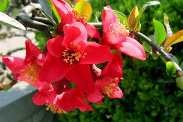 海棠花图片大全 海棠花花语及寓意 海棠花有几种(什么颜色)