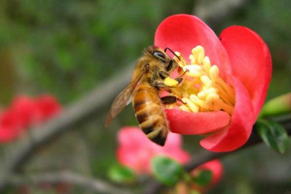 海棠花图片大全 海棠花花语及寓意 海棠花有几种(什么颜色)