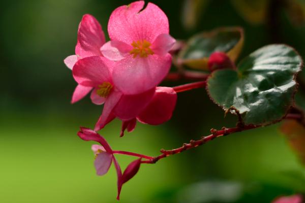 海棠花图片大全 海棠花花语及寓意 海棠花有几种(什么颜色)