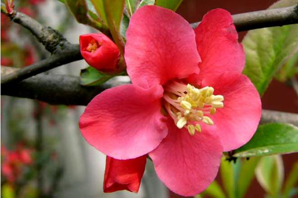 海棠花图片大全 海棠花花语及寓意 海棠花有几种(什么颜色)