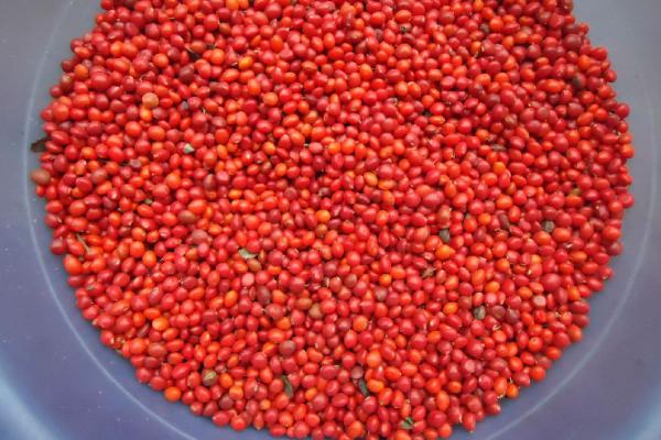 海红豆和相思子的区别是什么 海红豆和相思子的形态特征分别是什么