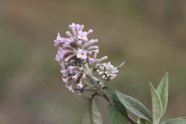 密蒙花功效与作用 密蒙花药用价值