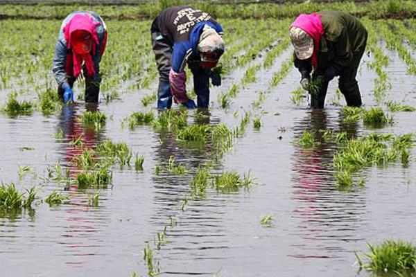 梦见种田是什么意思 女人梦到和别人一起种田有什么预兆