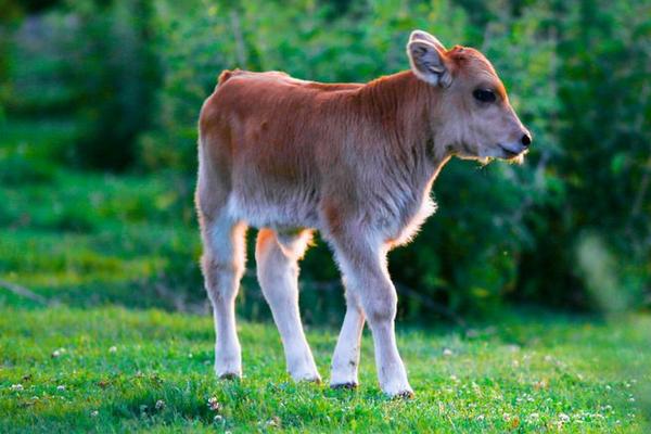 梦见小牛是什么意思 梦到一头刚出生的小牛有什么预兆