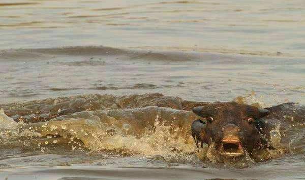 梦见小牛是什么意思 梦到一头刚出生的小牛有什么预兆