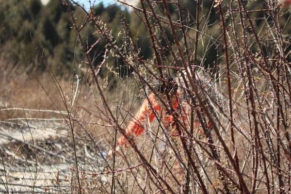 梦见荆棘是什么意思 梦到荆棘挡路了但过去了有什么预兆