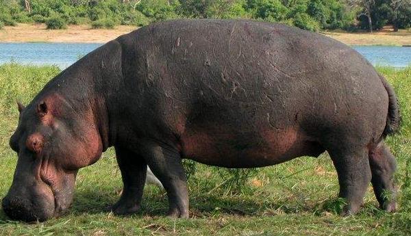 梦见河马是什么意思 孕妇梦到河马在河里有什么预兆