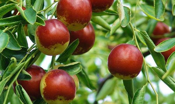 冬枣几年挂果  大棚冬枣管理技术