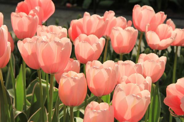 盆栽郁金香怎么养  郁金香盆栽养殖方法与注意事项