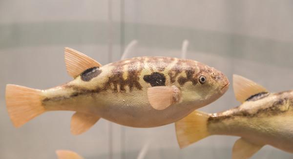 河豚生活在哪里 河豚是鱼类吗 河豚可以当宠物养吗