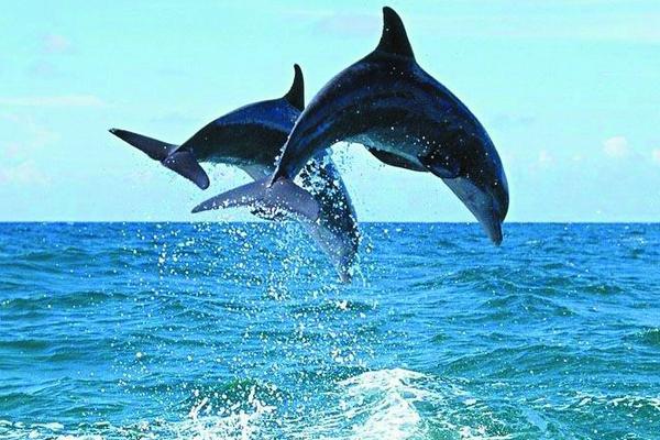 刺豚、河豚、海豚、江豚的区别分别是什么 河豚有毒吗