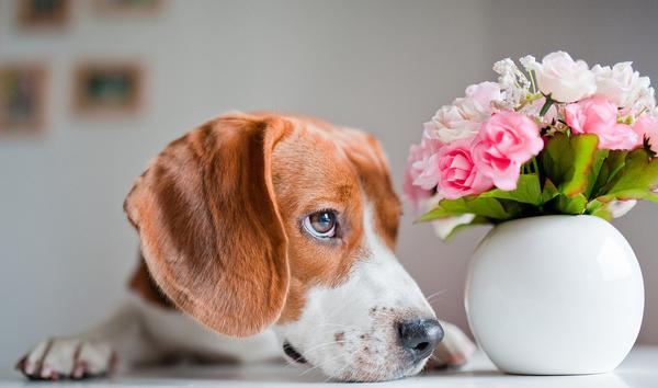 比格犬和金毛哪个好 比格犬和金毛的区别是什么