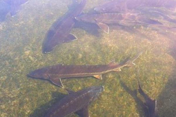 鲟鱼怎么钓 鲟鱼吃什么