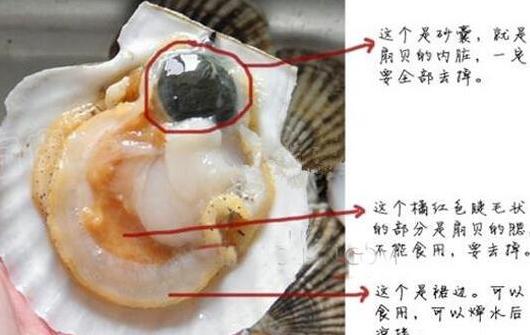 扇贝内脏怎么清理 扇贝什么地方不能吃