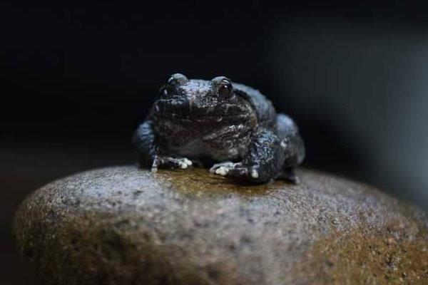 石蛙养殖技术 石蛙吃什么饲料