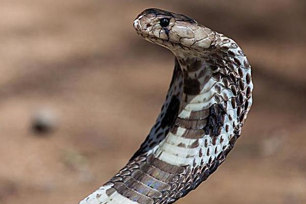 被过山风咬了怎么办 过山风的天敌是谁