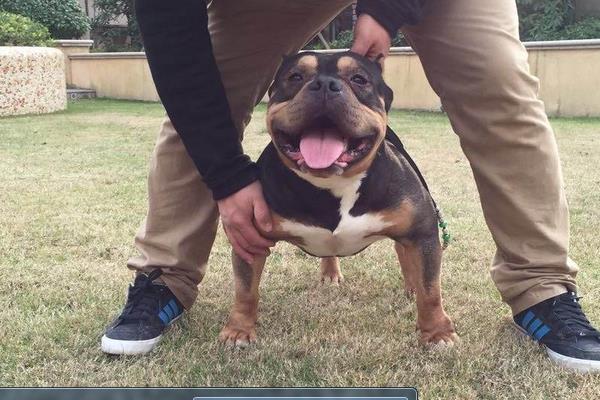 纯种恶霸犬市场价格多少钱一只 恶霸犬哪种体型(颜色)最贵