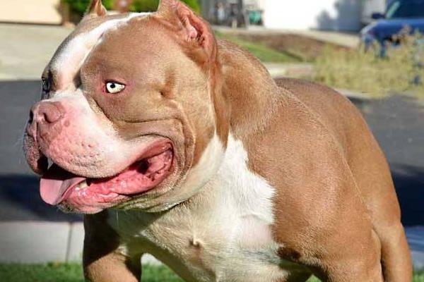 纯种恶霸犬市场价格多少钱一只 恶霸犬哪种体型(颜色)最贵