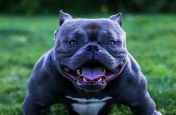 纯种恶霸犬市场价格多少钱一只 恶霸犬哪种体型(颜色)最贵