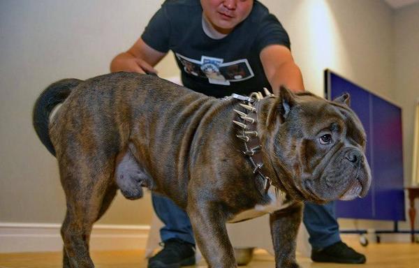 纯种恶霸犬市场价格多少钱一只 恶霸犬哪种体型(颜色)最贵