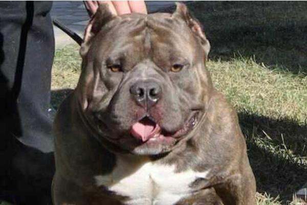 恶霸犬几个月开始爆头 恶霸犬爆头期吃什么