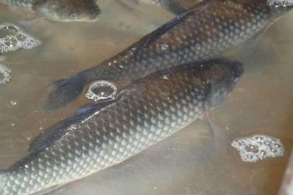 鲫鱼一年能长多大 养鲫鱼怎么养才不死