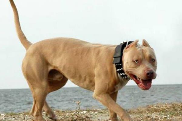 纯种比特犬市场价格多少钱一条 比特犬为什么见狗就咬