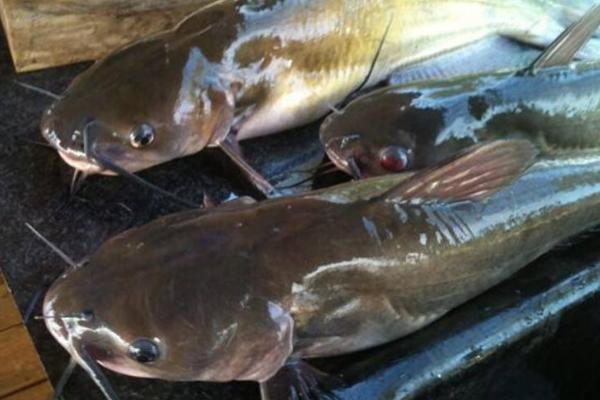 跟鲶鱼很像的鱼叫什么 鲶鱼有哪些种类