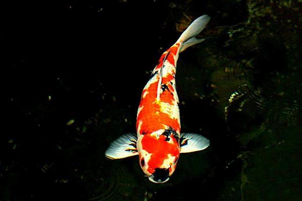 小锦鲤怎么分公母 锦鲤是热带鱼吗