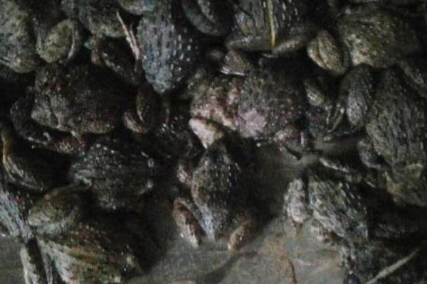 养石蛙家有没有补贴 养石蛙赚钱吗 石蛙养殖前景如何