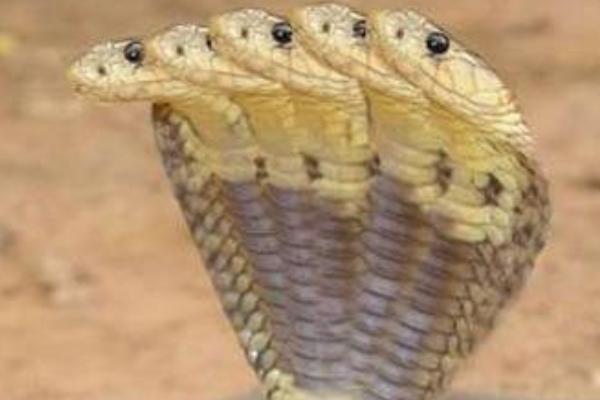 世界上有五头蛇吗 五头蛇是真的吗