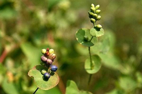 蛇不过的功效与作用及禁忌 蛇不过草药用价值