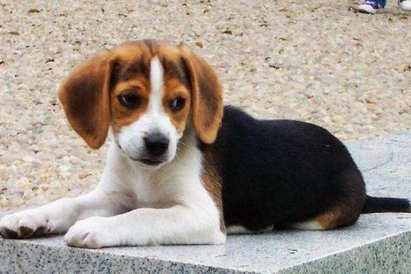 比格犬智商排多少名 比格犬怎么看纯不纯