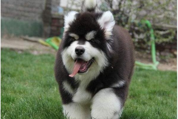 阿拉斯加犬好养吗 阿拉斯加犬怎样训练