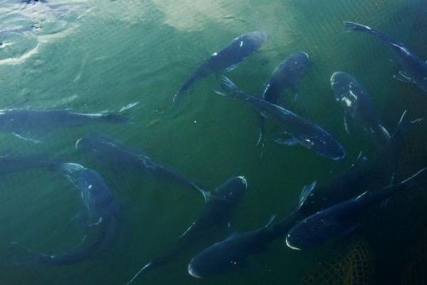 花鲢怎么钓 钓花鲢一般钓多深