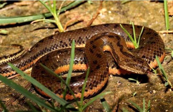 梦见水蛇是什么意思 女人做梦梦到水蛇追我有什么预兆(是胎梦吗)