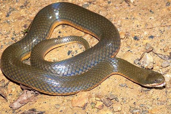 梦见水蛇是什么意思 女人做梦梦到水蛇追我有什么预兆(是胎梦吗)