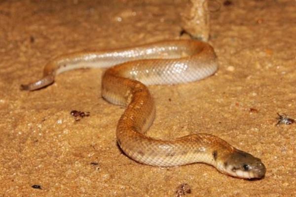 梦见水蛇是什么意思 女人做梦梦到水蛇追我有什么预兆(是胎梦吗)