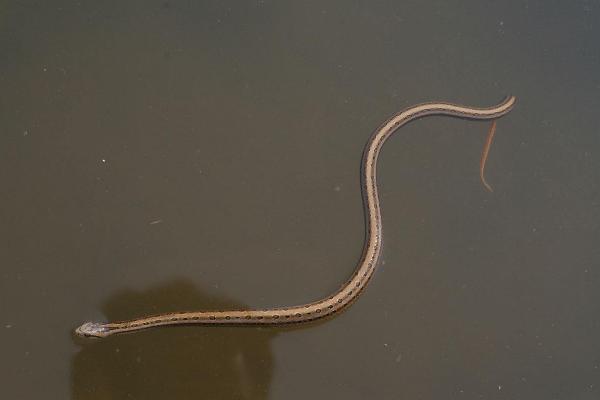 梦见水蛇是什么意思 女人做梦梦到水蛇追我有什么预兆(是胎梦吗)