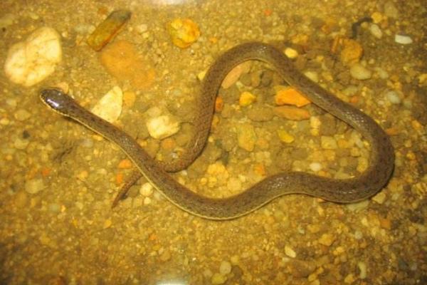 梦见水蛇是什么意思 女人做梦梦到水蛇追我有什么预兆(是胎梦吗)