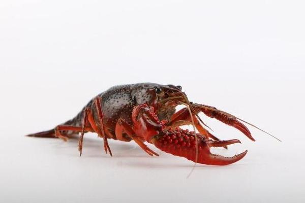 青龙虾和红龙虾的区别是什么 青龙虾好还是红龙虾好(哪个贵)