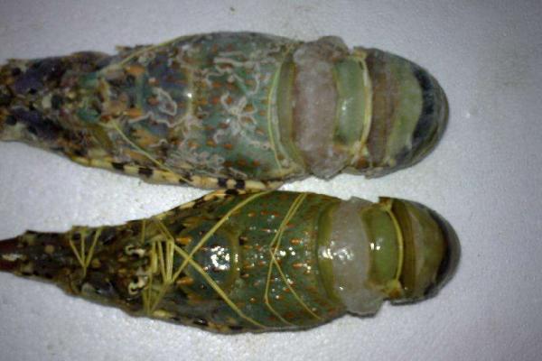 青龙虾和红龙虾的区别是什么 青龙虾好还是红龙虾好(哪个贵)