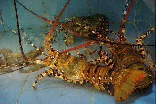 青龙虾和红龙虾的区别是什么 青龙虾好还是红龙虾好(哪个贵)