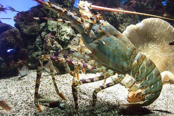 青龙虾和红龙虾的区别是什么 青龙虾好还是红龙虾好(哪个贵)