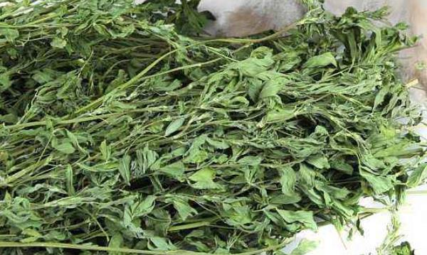 龙猫会认主人吗 龙猫讨厌主人的表现 龙猫的智商相当于几岁