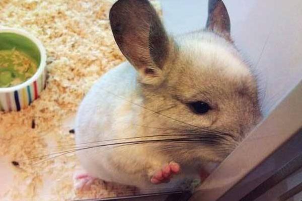 龙猫好养吗 养龙猫的危害是什么