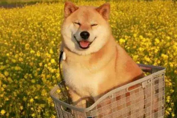 柴犬是哪个国家的 什么颜色的柴犬最贵