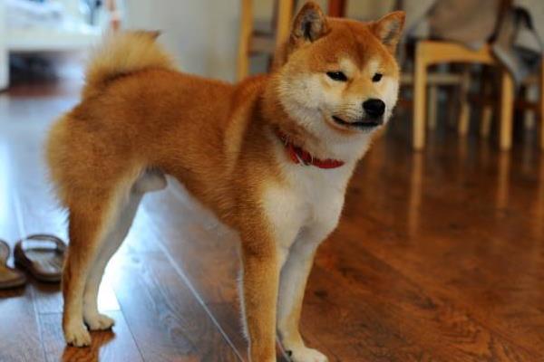 柴犬是哪个国家的 什么颜色的柴犬最贵