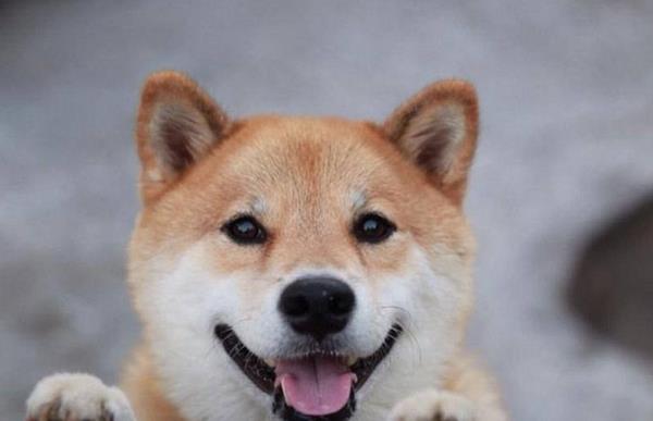 豆柴犬和柴犬的区别是什么 如何辨别柴犬和土狗